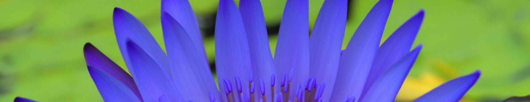 blue lotus in perfumes