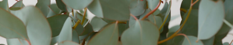 eucalyptus in perfumes