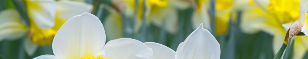 french narcissus in perfumes