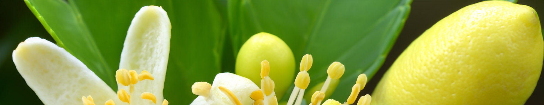 lemon blossom in perfumes