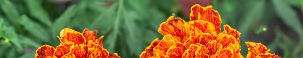 marigold in perfumes