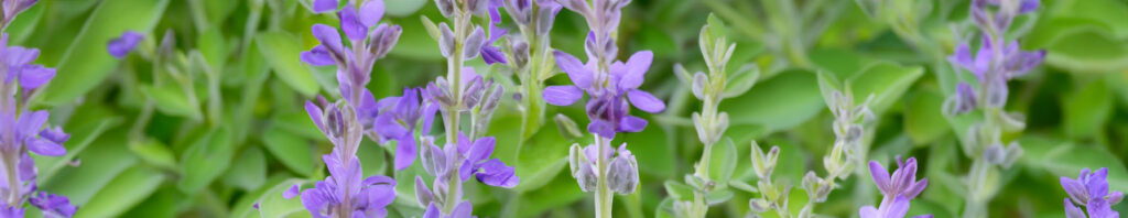 sage blossom in perfumes