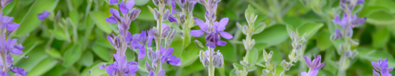 sage blossom in perfumes