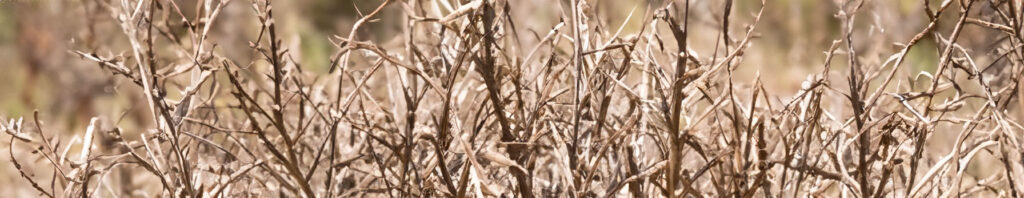 uruguay vetiver in perfumes