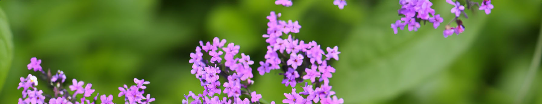 verbena in perfumes