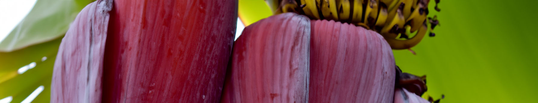 banana blossom in perfume