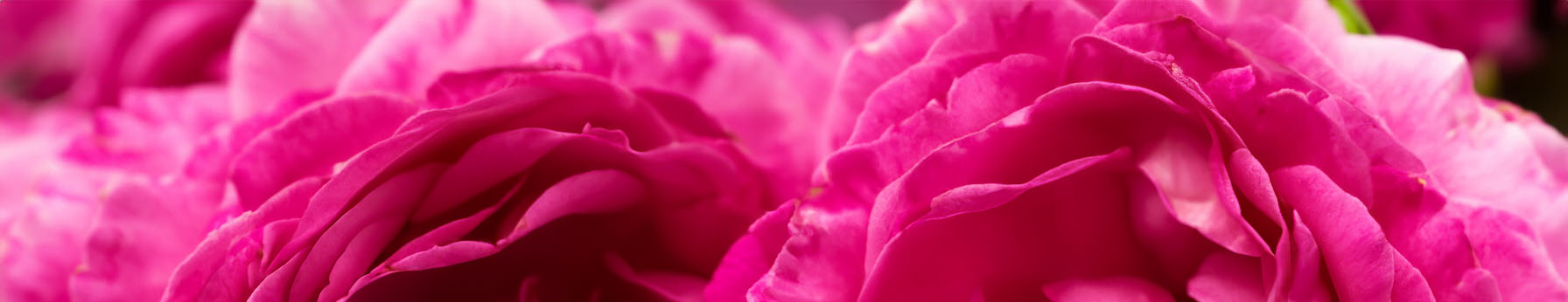 damask rose in perfume