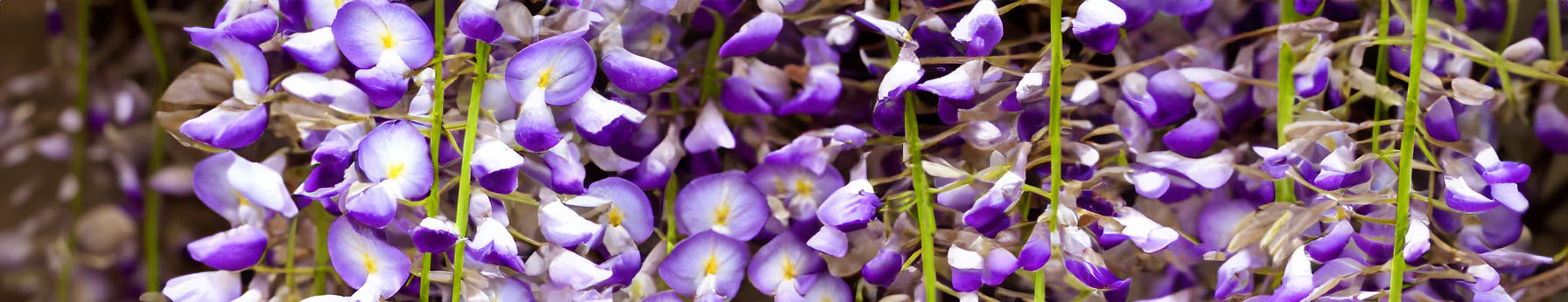 wisteria