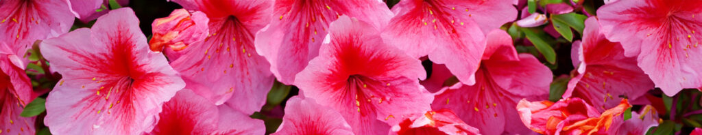 azalea blossom in perfume