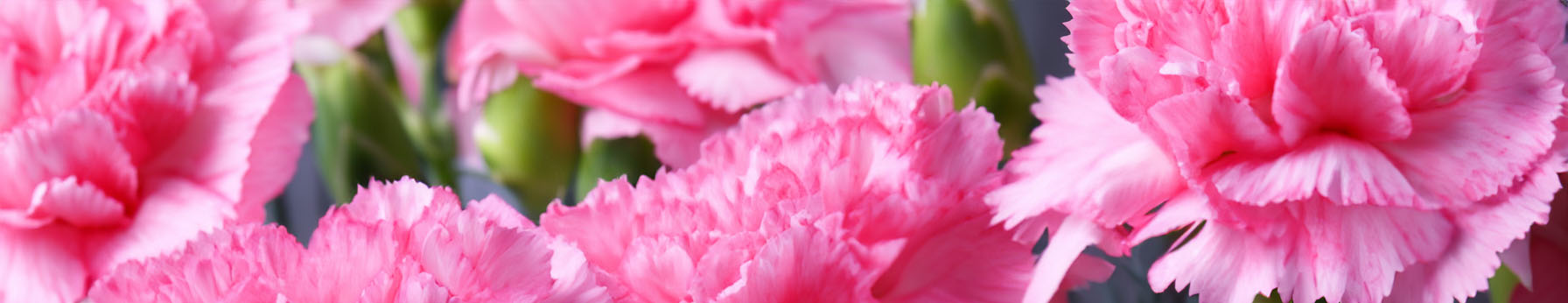 carnation in perfume