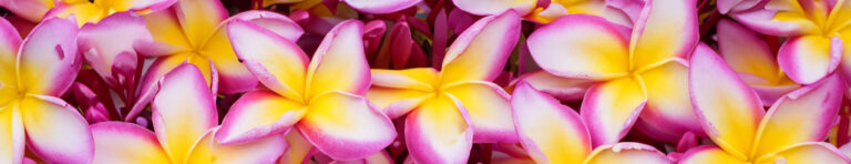 plumeria frangipani flowers in perfume