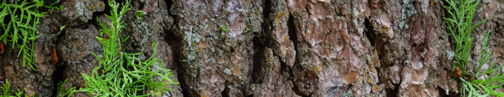 virginian cedar in perfume