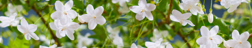 water jasmine in perfumes